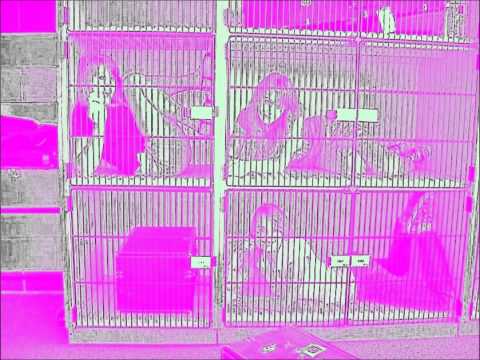 Uncross These Lines - Dns Project Presents Whiteglow Ft. Lo-Fi Sugar