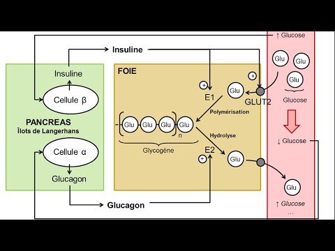 [eSVT] La régulation de la glycémie par le foie et le pancréas
