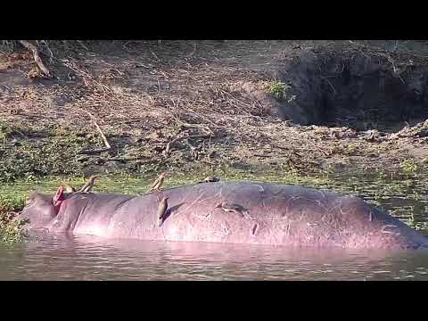 Djuma: Hippo with Oxpeckers on it - 15:59 - 05/18/21