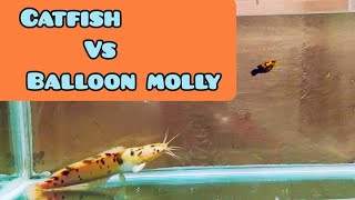 Vlog : 22  Catfish VS Ballon molly