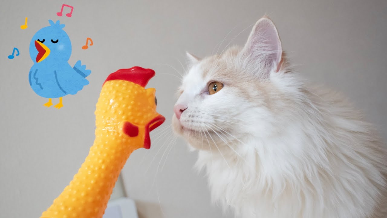 ガーガーチキンが発狂したら猫たちまさかの行動に【ぽしゃっけ】