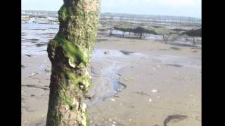 Lass Uns leben - Marius Müller Westernhagen