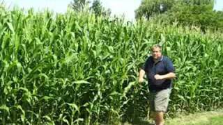 preview picture of video 'Mayville Michigan Corn 2008'