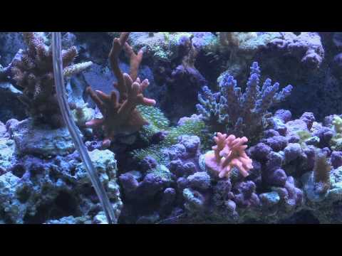 4 Ways to Remove Bubble Algae From Your Reef Tank