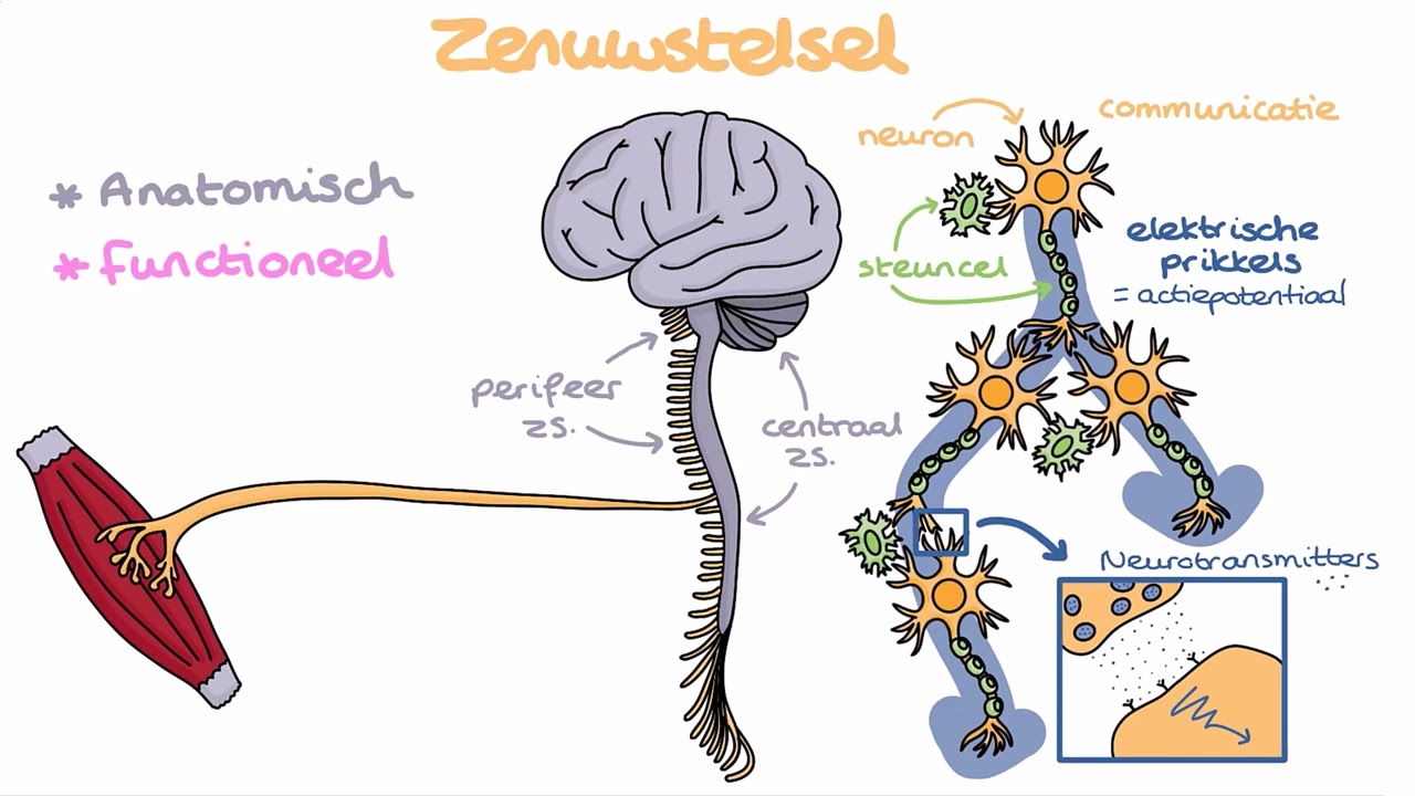 MyLab introductievideo over het zenuwstelsel