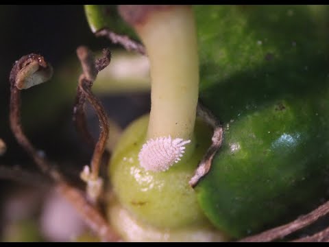 Fotograma del vídeo: Cotonet de Sudáfrica: Ciclo biológico, daños y control biológico