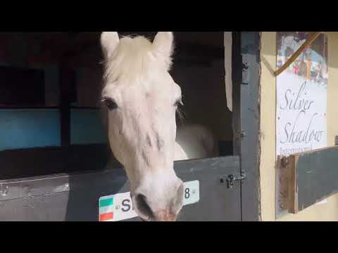 Stallions At Stud 2025 - Image 2