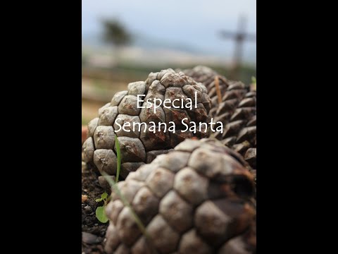 Especial Semana Santa
