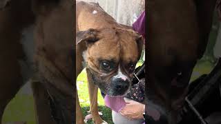 Video preview image #1 Boxer Puppy For Sale in Pasadena, CA, USA