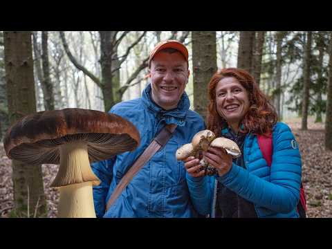 FUNGHI: Come cercarli, raccoglierli e riconoscerli🍄