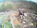 The RSPB: Loch Garten: Live video webcam - YouTube