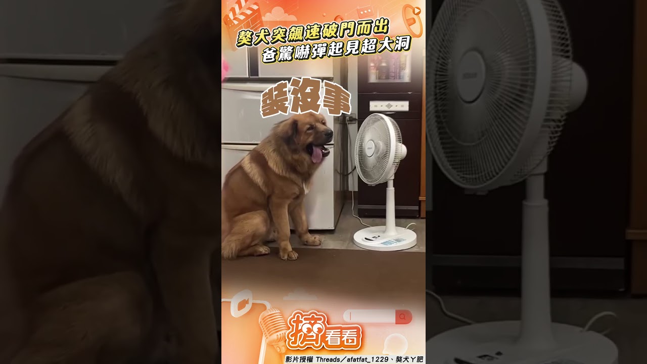 影音/獒犬突飆速「破門而出」超大洞 爸「驚嚇彈起」眾人見慘況傻眼