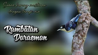 Download lagu Suara masteran burung rambatan doraemon dengan gemercik air mp3