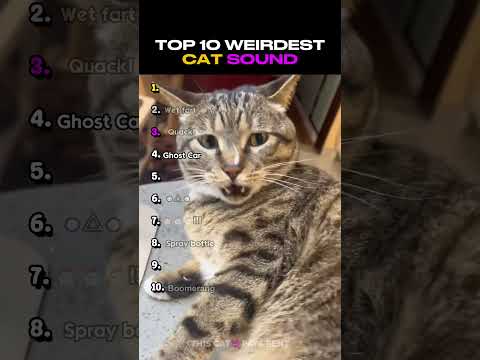 Ranking the Funniest Cat Noises Ever! 😂