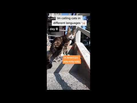 YouTube video about: How do you say cat in german?