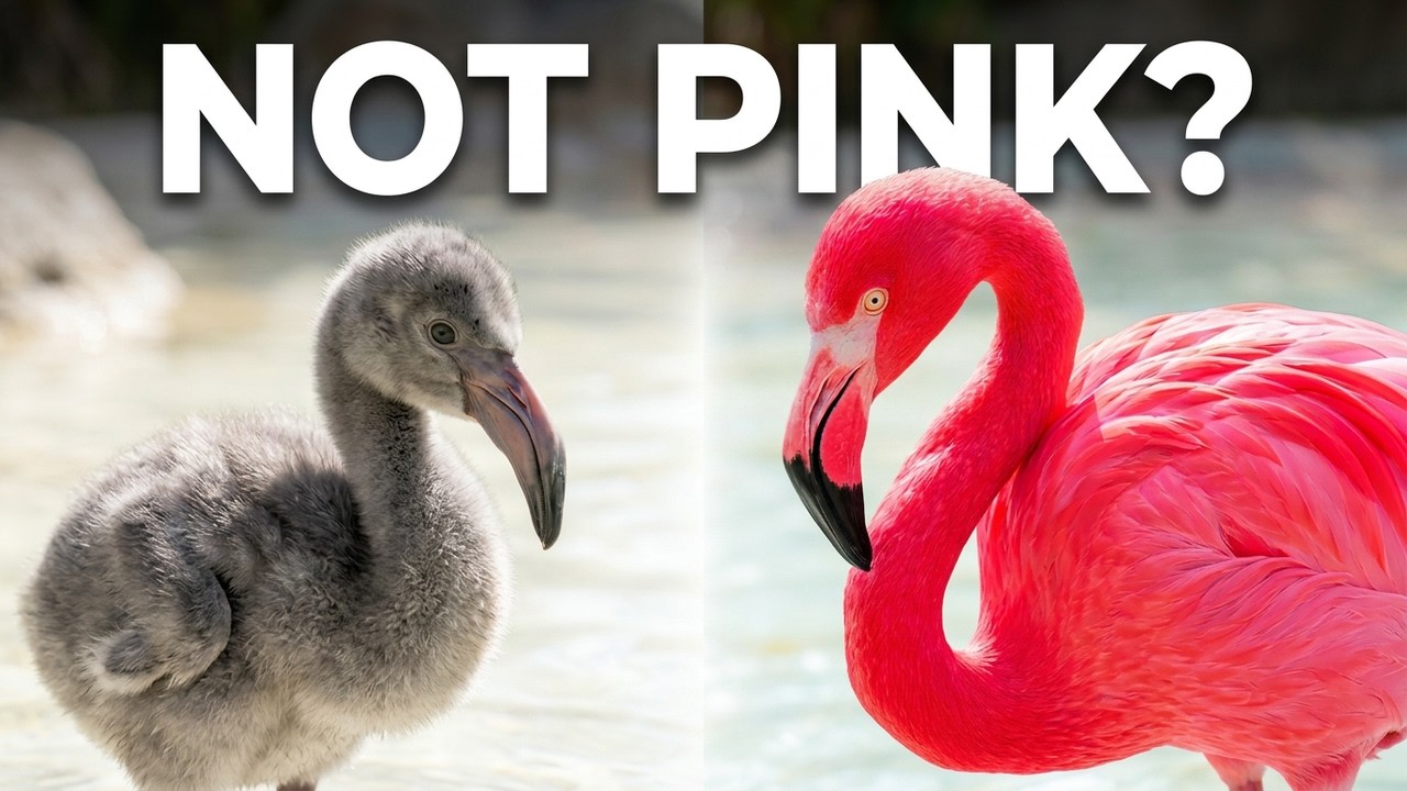Flamingos Aren't Born Pink
