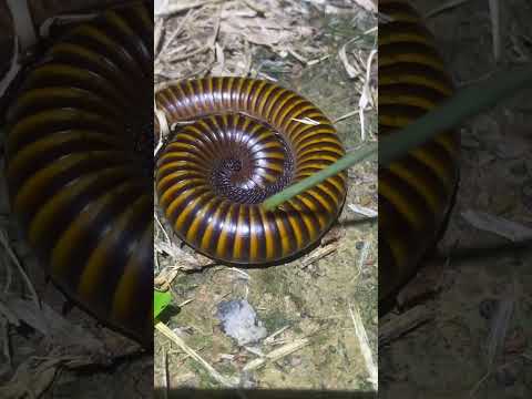 Playing big millipede 😱 #millipede #shortshorts #bigmillipedes #viralvideos #insects
