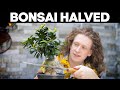 I Cut My Bonsai Tree In Half