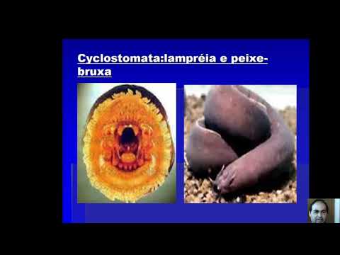 Introdução ao estudo dos Cordados