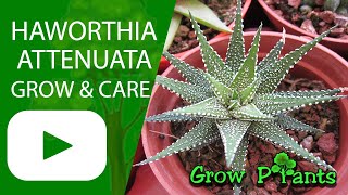 Haworthia attenuata – grow & care (Beautiful succulent)