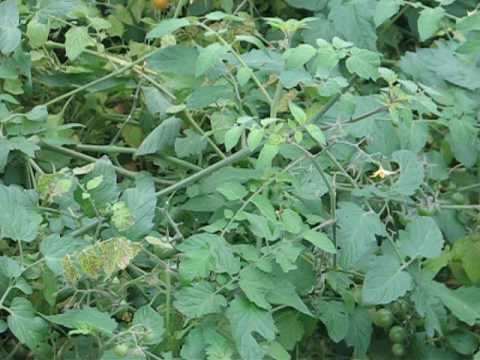 MVI 1973  - Datura stramonium aka. Locoweed (JIMSON WEED, Poisonous Plant)