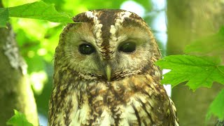 Finding Tawny Owls Secret Perch Spot | Luna & Bomber | Robert E Fuller