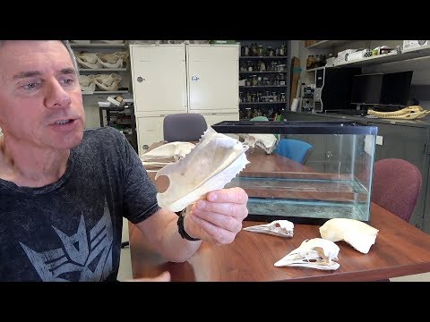 Random Act of Anatomy - ratite & carinate birds - ships that pass in the night