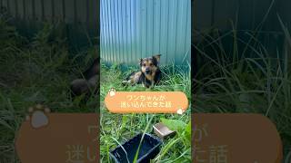 ダーチャに捨てられた(?)わんこが出現しました… #ロシア #犬 #海外生活