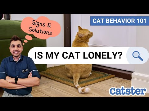 Vet Talks: Cats, Loneliness and Separation Anxiety