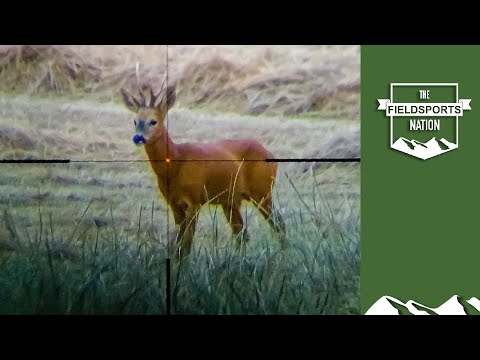Wildlife wonders: the British roebuck rut