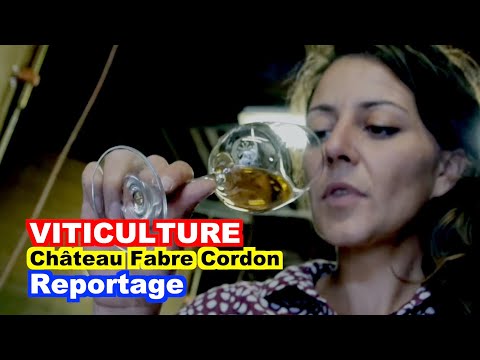 VITICULTURE : Château Fabre Cordon
