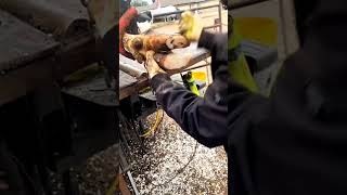 Download lagu #hoofcleaning #cow mp3 Download lagu #hoofcleaning #cow mp3