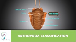 ARTHOPODA CLASSIFICATION