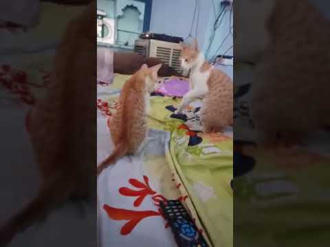 Cat fight...