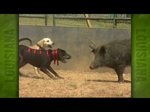 Uncle Earl's Hog Dog Trials (2004)