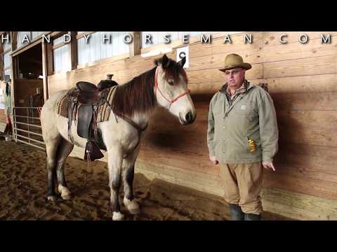 YouTube video about: How to know what size bit your horse needs?