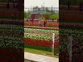 😊Tulip Garden Srinagar #Kashmir #Shorts #youtubeshorts #explore #tulips #flowers #nature 😘🥰