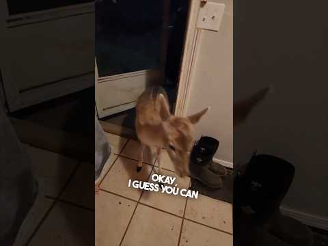 They helped animals during a tornado 👏