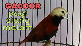 Download lagu burung Emprit kaji gacor untuk pancingan masteran || finch mp3