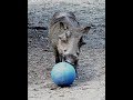 Warthog Keeper Chat