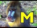 ALPHABET ANIMALS PHONICS ALPHABET SONG Part 11