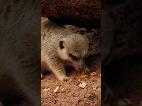 Meerkats The Social Geniuses of the Savannah