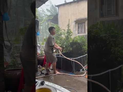 Hồ Cá Săn Mồi lại gặp biến cố lủng bạc nữa rồi #fish #animal #pet #aquarium