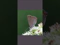 Coral Hairstreak  - Leap year like appearances #wildlife #butterflies