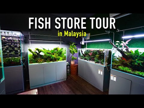 This Fish Store has EVERYTHING & MORE! Malaysian Fish Store Tour