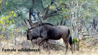 Drive in Kruger National Park (Part 7 of 7)a