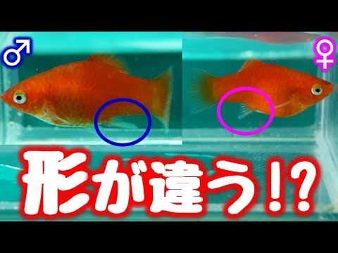 Hoplodactylus maculatusについて詳しく解説