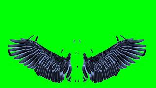Fairy Wings  Black - White and Golden Wing Green S