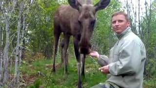 preview picture of video 'Målilla Älgpark - feed a moose !'