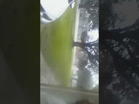 #hurricanefrancine #houma #viralvideo #Beforeitgotbad